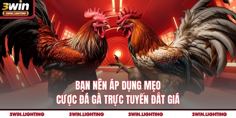 Bạn nên áp dụng mẹo cược đá gà trực tuyến đắt giá