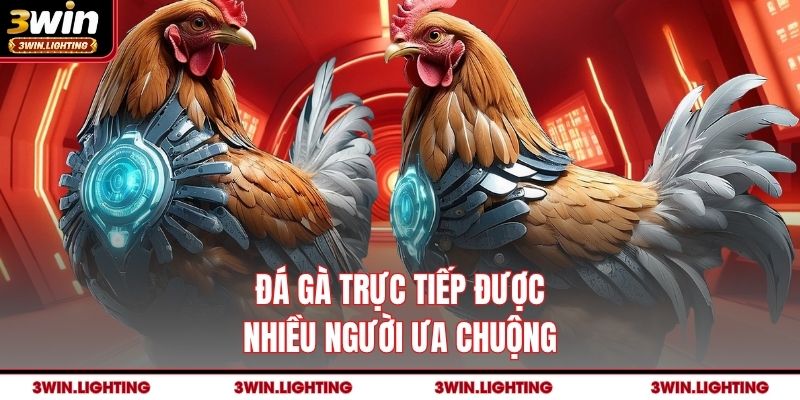 Đá gà trực tiếp được nhiều người ưa chuộng