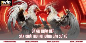 Đá Gà Trực Tiếp Tại 3Win - Sân Chơi Thu Hút Đông Đảo Sư Kê
