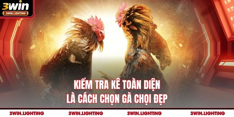 Kiểm tra kê toàn diện là cách chọn gà chọi đẹp